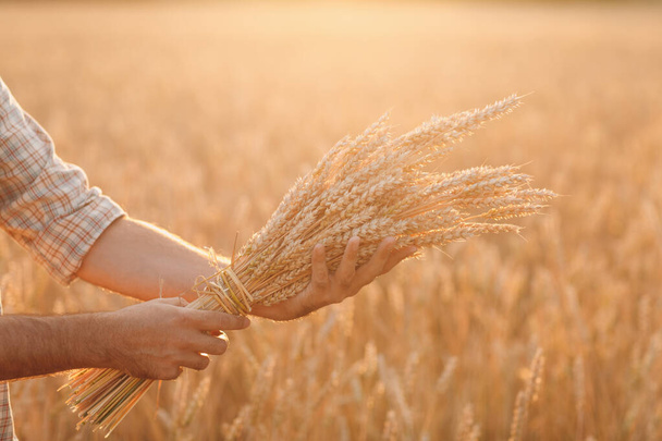 Man farmer holds sheaf of wheat ears in cereal field at sunset. Farming and agricultural harvesting, - Фото, зображення