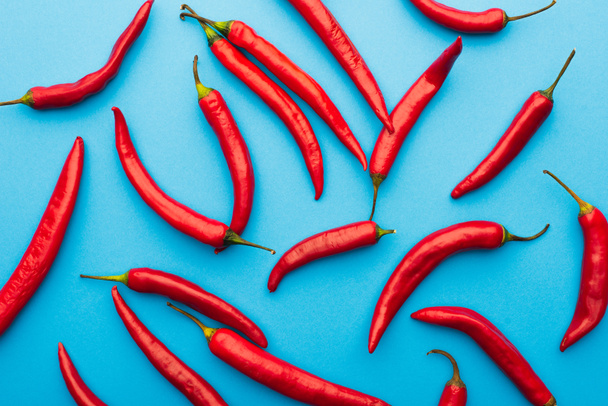 top view of spicy red chili peppers on blue background - 写真・画像