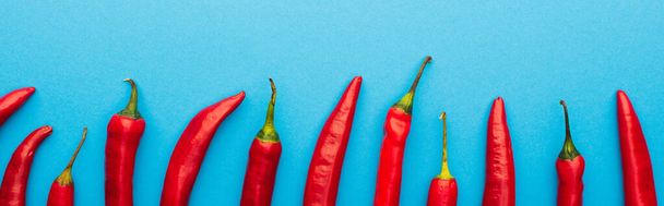 top view of spicy red chili peppers on blue background, panoramic shot - Foto, Imagem