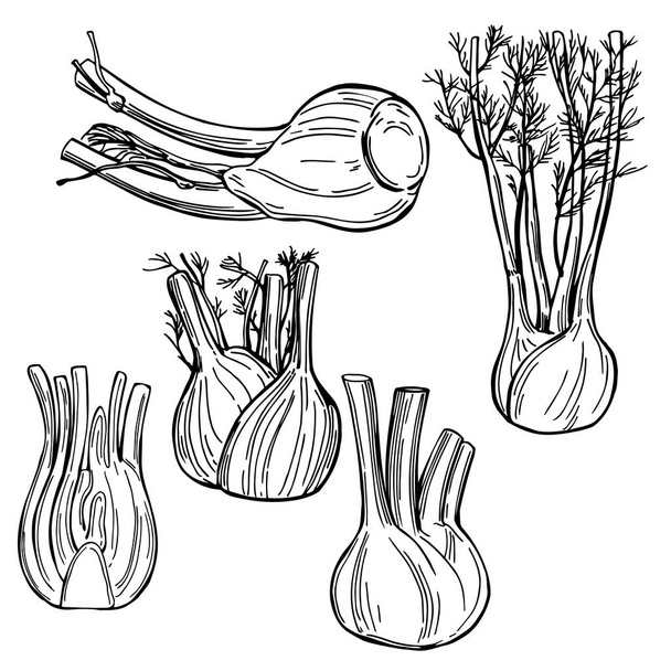 Hand drawn fennel bulbs  on white background. Vector sketch  illustration. - Vector, Image