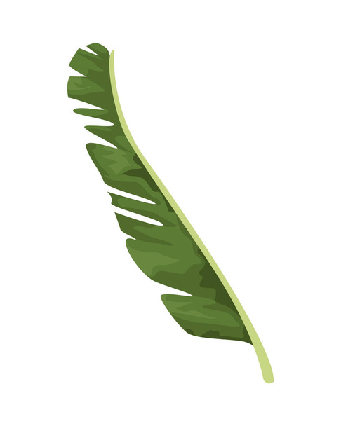 trooppinen lehti palmu luontokuvake - Vektori, kuva