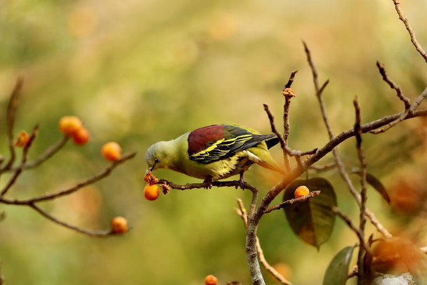  Männliche Graufronttaube oder Pompadour Grüne Taube, Treron affinis, Dandeli, Karnataka India - Foto, Bild