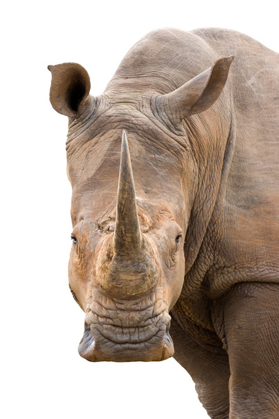 Rinoceronte blanco
 - Foto, Imagen
