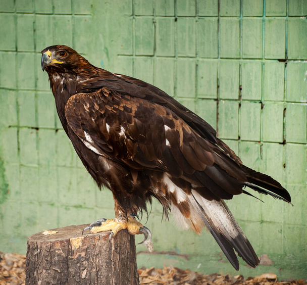grande águia sentado em um log em um fundo verde
 - Foto, Imagem