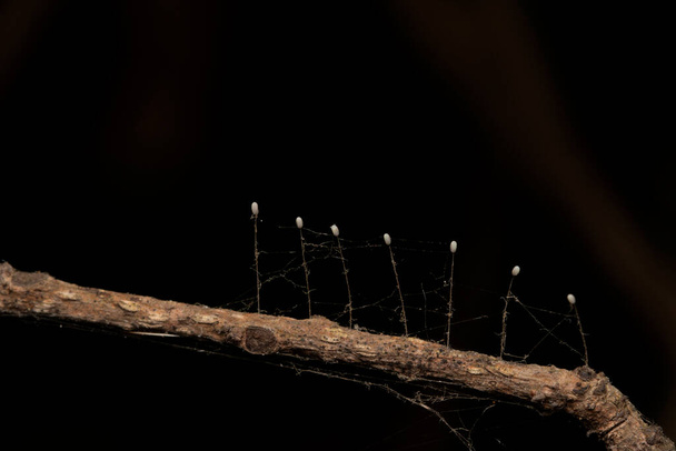 Lacewing uova di insetto sarà attaccato da filamenti fini alla superficie di foglie-uova-larvae.htm - Foto, immagini