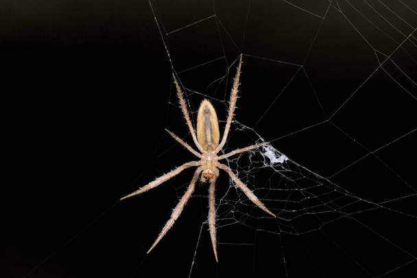 Spider Ventral View, Larinia directa est une espèce d'araignée tisserande, Araneidae, Pune, Maharashtra, Inde - Photo, image