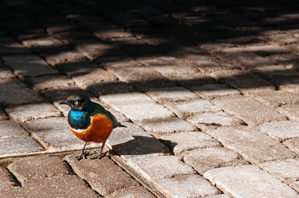 Великолепная птица с голубой шеей и желтой грудью. маленькая дикая птица, стоящая на земле под солнечным светом - Фото, изображение
