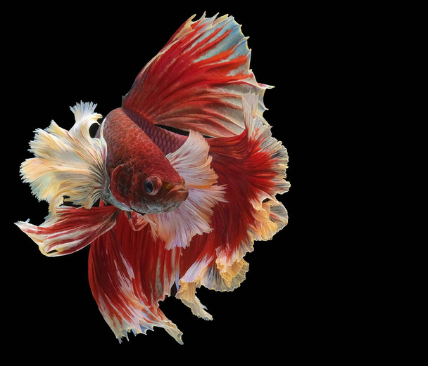 Rhythmic of red betta fish, Beautiful movement of Siamese fighting fish, betta splendens (Halfmoon betta ), isolated on black background. - Photo, Image