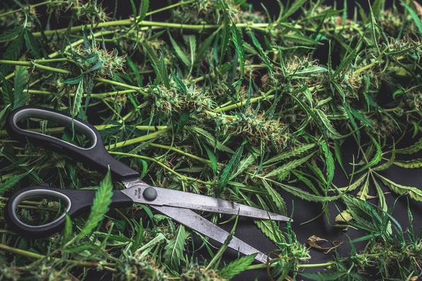 Kereskedelmi marihuána koncepció, fű üzlet. Kannabisznövény és ollós bimbó. Másolás tér háttér. - Fotó, kép