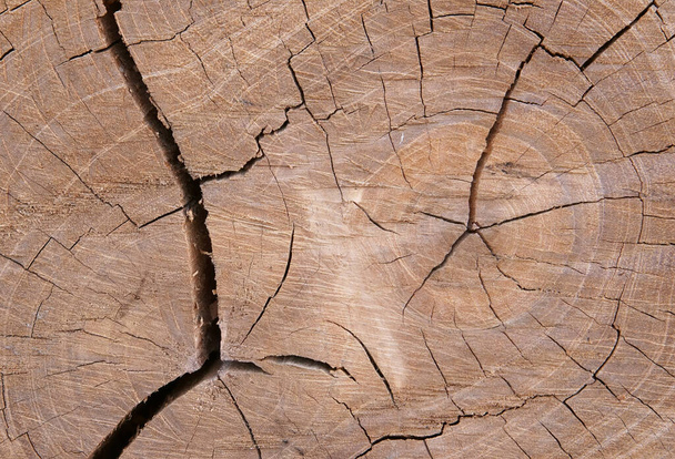 木のテーブルや木製の壁の乾燥した背景のための森林伐採による亀裂や破壊と壊れたテクスチャや茶色の木材やログと乾燥して死んだ木の切り株 - 写真・画像