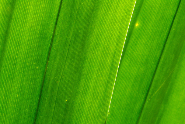 Green leave - Photo, Image