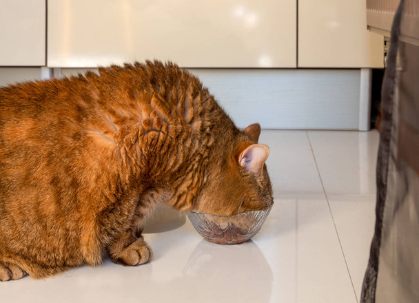 Gruby czerwony kot z gęstymi włosami zjada kocie żarcie ze szklanej miski. Orientacja pozioma, ostrość selektywna. - Zdjęcie, obraz