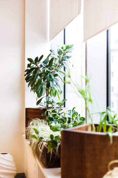 Potted plants in the office or at home, large and small pots, greenery in the interior, decoration, green, oxygen, gardening city - Фото, изображение