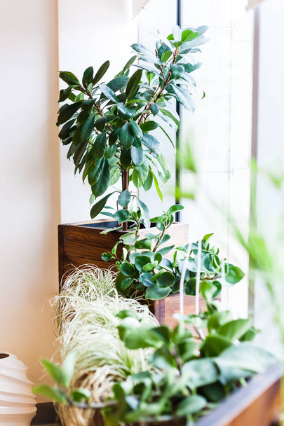 Potted plants in the office or at home, large and small pots, greenery in the interior, decoration, green, oxygen, gardening city - Foto, Imagen