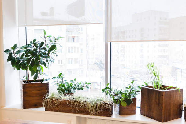 Potted plants in the office or at home, large and small pots, greenery in the interior, decoration, green, oxygen, gardening city - Valokuva, kuva