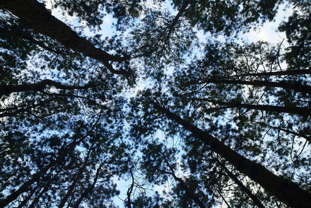 ημι σιλουέτα πεύκο και το κλαδί ανορθωμένη γωνία ή κορυφή και ψηλή σκούρα σκιά σε καθαρό γαλάζιο ουρανό με λευκό σύννεφο στο δάσος ή πράσινη ζούγκλα και κήπο της φύσης για το περιβάλλον ξύλο άγριο φόντο - Φωτογραφία, εικόνα