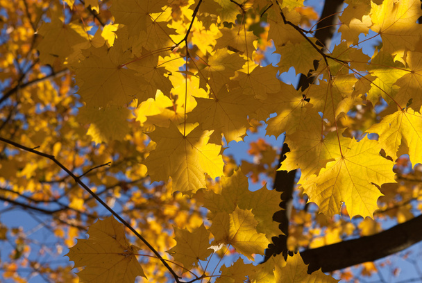 秋のメープル - 写真・画像