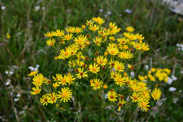 Common ragwort or groundsel (Jacobaea vulgaris). Leaves and flowers can be used to obtain dyes.yellow flowers of common ragwort.Jacobaea vulgaris is a very common wild flower in the family Asteraceae - Photo, Image