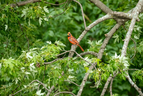 red bird sitting on tree branch in the forest - Fotoğraf, Görsel