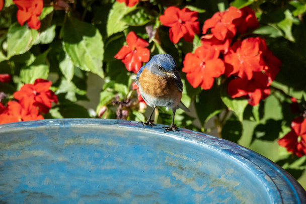 small bird sitting at fountain in the garden  - Foto, afbeelding