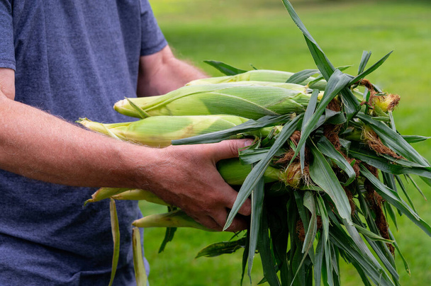 Man holding fresh picked corn in husks. Corn on the cob farm to table. side view - Фото, изображение