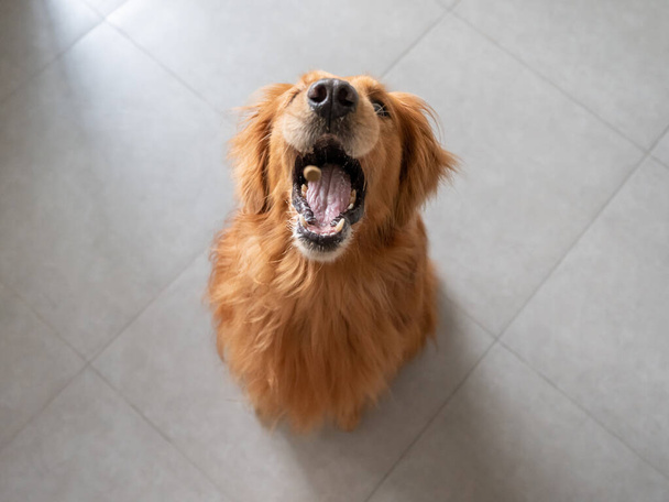 The moment the golden retriever opened his mouth to catch dog food - Φωτογραφία, εικόνα