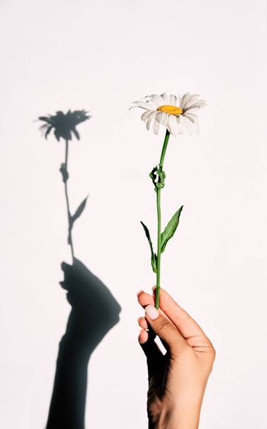 Daisy in hand with shadow background on white - Photo, image