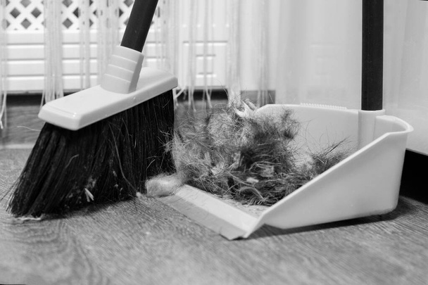 Cleaning the floor with a brush and scoop after grooming a pet, shedding dogs. Cleaning your dog's hair at home. Pet hygiene concept. Black and white, selective focus - Fotoğraf, Görsel