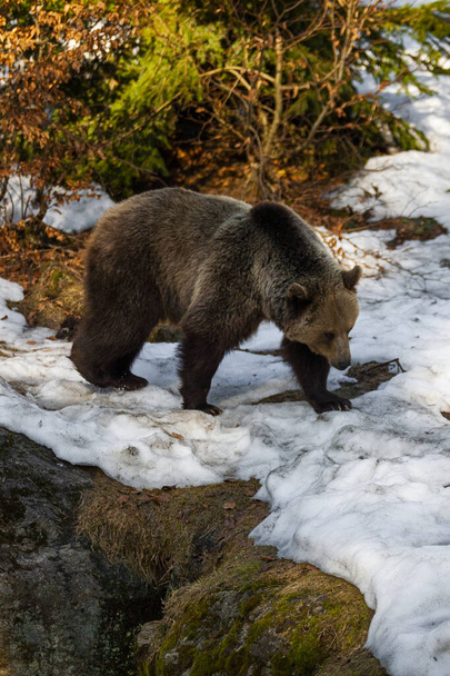 Big brown bear wandering around snowy forest in Alaska - Photo, Image