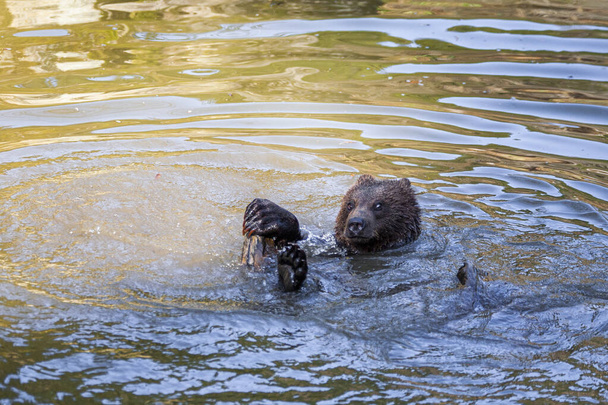Small brown bear having some fun in water - Photo, Image