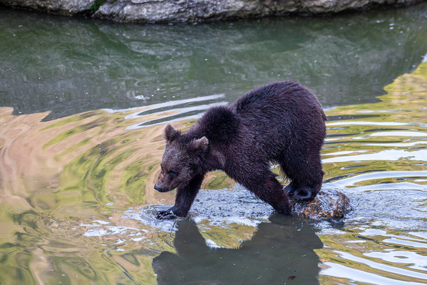 Piccolo orso bruno che si diverte in acqua - Foto, immagini