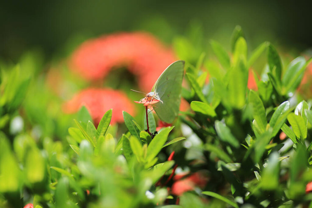 Ανθός Rubiaceae. Ixora cocccinea λουλούδι στον κήπο - Φωτογραφία, εικόνα