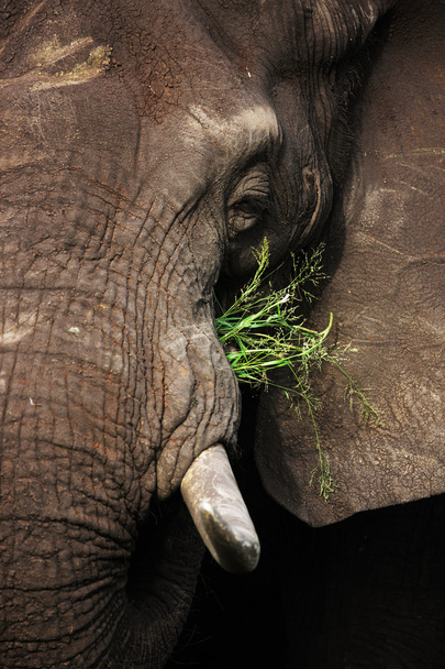 Alimentation des éléphants
 - Photo, image