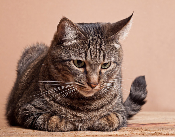 Gros chat tabby
 - Photo, image