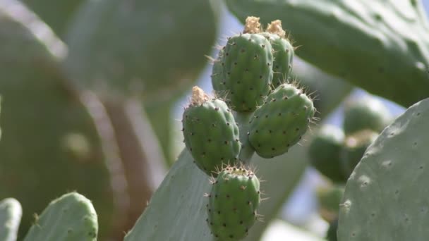 Cactus with green fruits, prickly pears, Opuntia ficus indica - Footage, Video