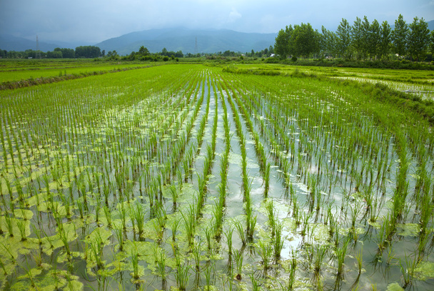 Champ de riz rempli d'eau luisant sous le soleil
 - Photo, image