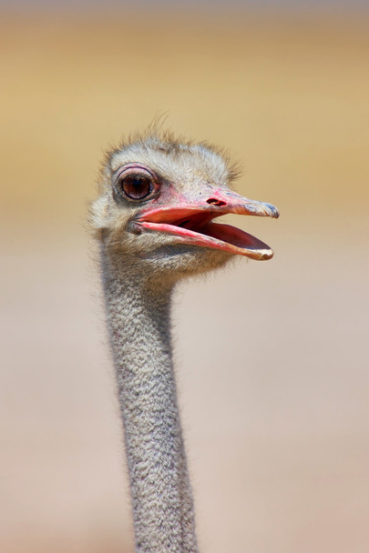Retrato de avestruz
 - Foto, Imagen