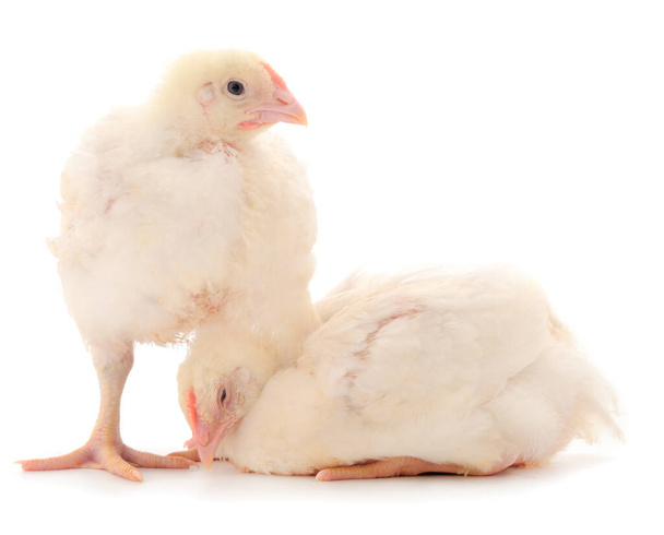 Two chicken or young broiler chickens on isolated white background. - Fotó, kép