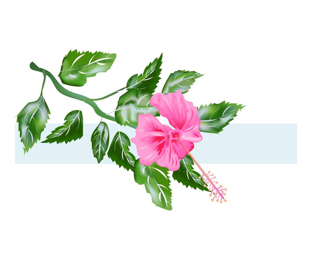 Mooie Tropische Hibiscus Bloemen voor advertenties, designelementen, brochures, stickers en kaarten - Vector, afbeelding