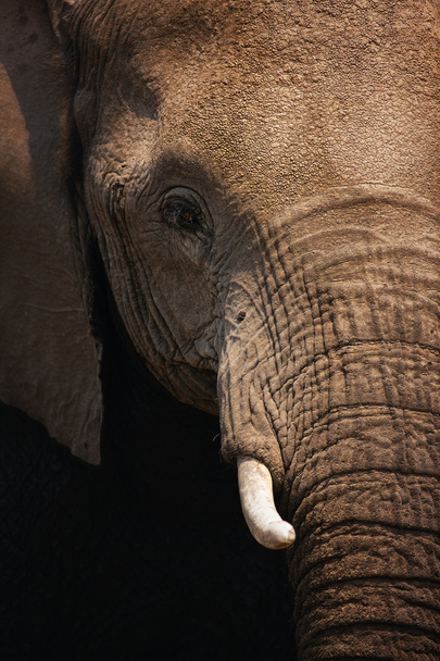 close-up van de olifant - Foto, afbeelding