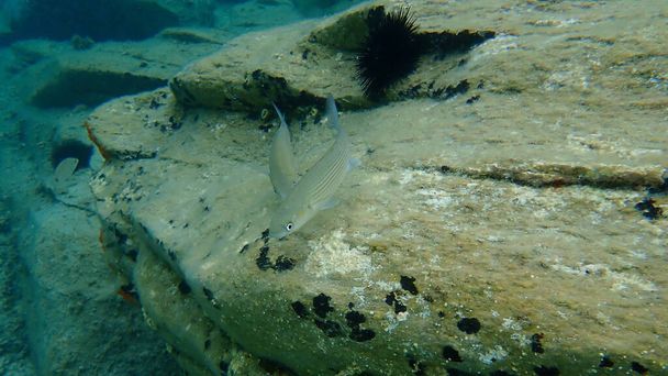 Flathead Meeräsche, Flathead Meeräsche, gestreifte Meeräsche (Mugil cephalus) Unterwasser, Ägäis, Griechenland, Chalkidiki - Foto, Bild