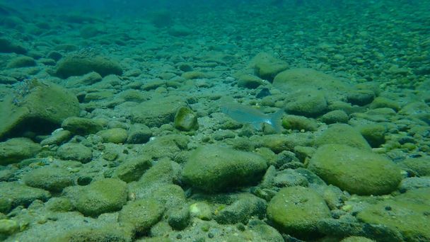 Flathead grey mullet, flathead mullet, striped mullet (Mugil cephalus) undersea, Aegean Sea, Greece, Halkidiki - Photo, Image