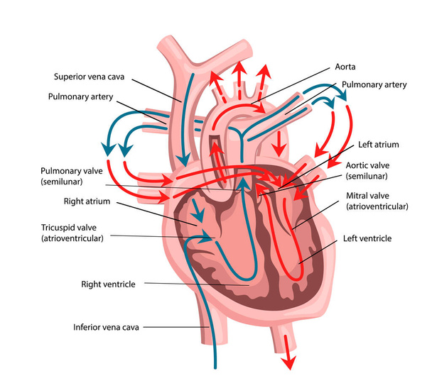 Struktura lidského srdce - Vektor, obrázek