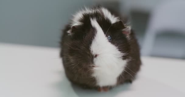 Close up portrait of Guinea pig chewing. Animal on the examination table in the vets office. Happy pet at doctor. Concept of pets care, veterinary, healthy animals. - Filmagem, Vídeo