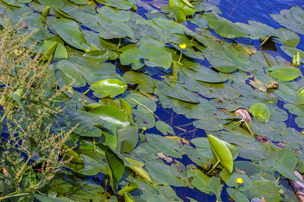 SONY DSC Ukraina jest na północy kraju. Liście i kwiaty fioletu wodnego w wodzie rzecznej, fotografowane pod rozproszonym oświetleniem latem. - Zdjęcie, obraz