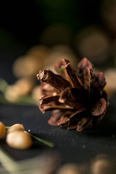 Cedar cone with seeds macro - Photo, image