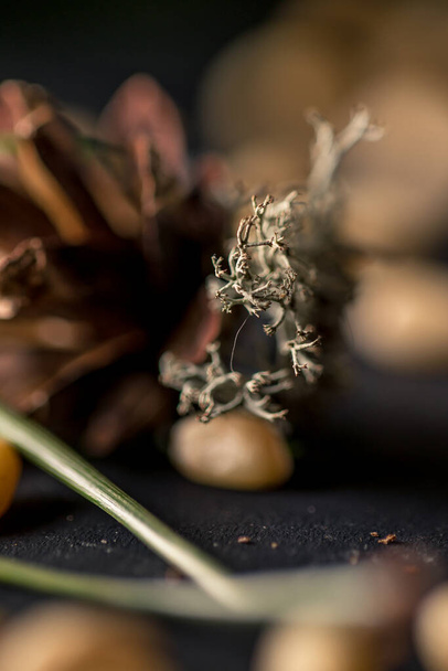 Pine cone and grey moss macro - Φωτογραφία, εικόνα