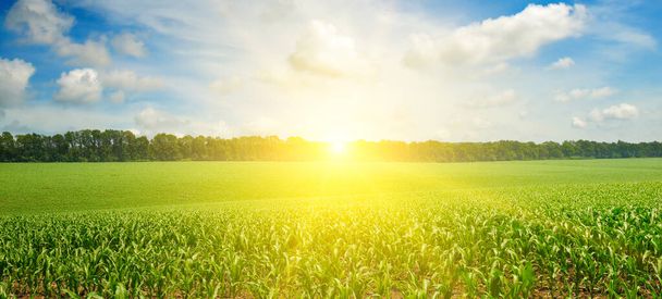 Green field with corn. Blue cloudy sky. Sunrise on the horizon. Wide photo . - Photo, Image