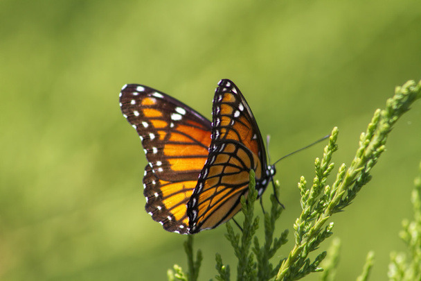 Monarch Butterfly - Danaus plexippus On Juniper 7 - Photo, Image