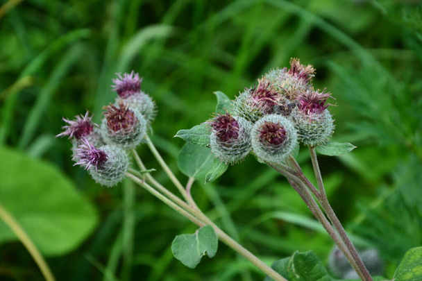 Woolly Bardock (Arctium tomentosum) en el prado. Inflorescencia de la bardana lanuda o baja.Planta medicinal floreciente. - Foto, imagen